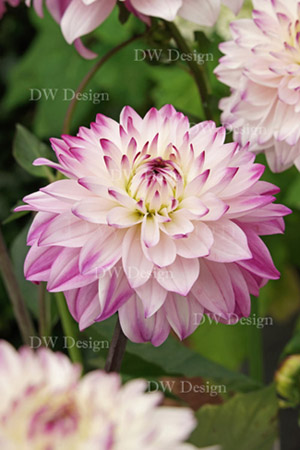 Dahlia Luca Johanna